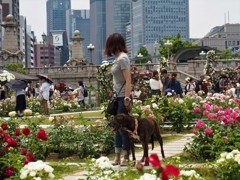 バラ園と犬