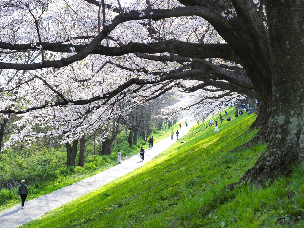 背割桜Ⅳ　おもいおもいに