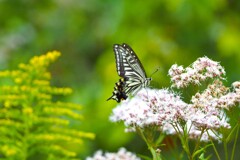 秋のアゲハⅠ「秋の花と」