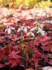 紅葉とスノードロップⅣ