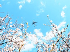 サクラと飛行機のコラボ