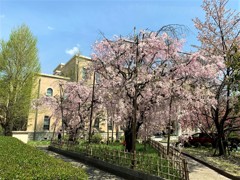 桜　レトロ建築