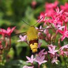 蜜を求めるオオスカシバⅡ