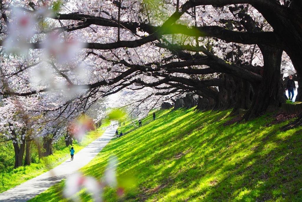 背割堤桜Ⅳ