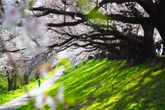 背割堤桜Ⅳ