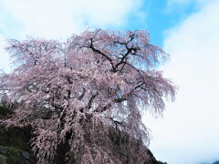 又兵衛桜Ⅳ