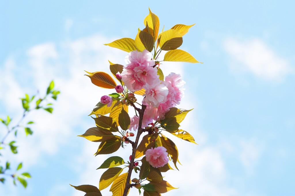 造幣局　桜Ⅱ