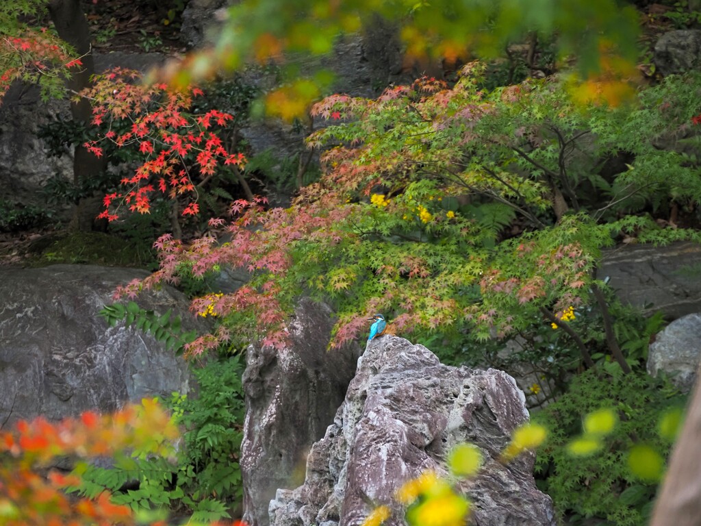 カワセミと紅葉