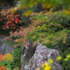 カワセミと紅葉