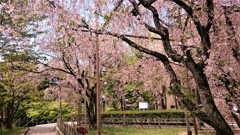 キャンパスのサクラ