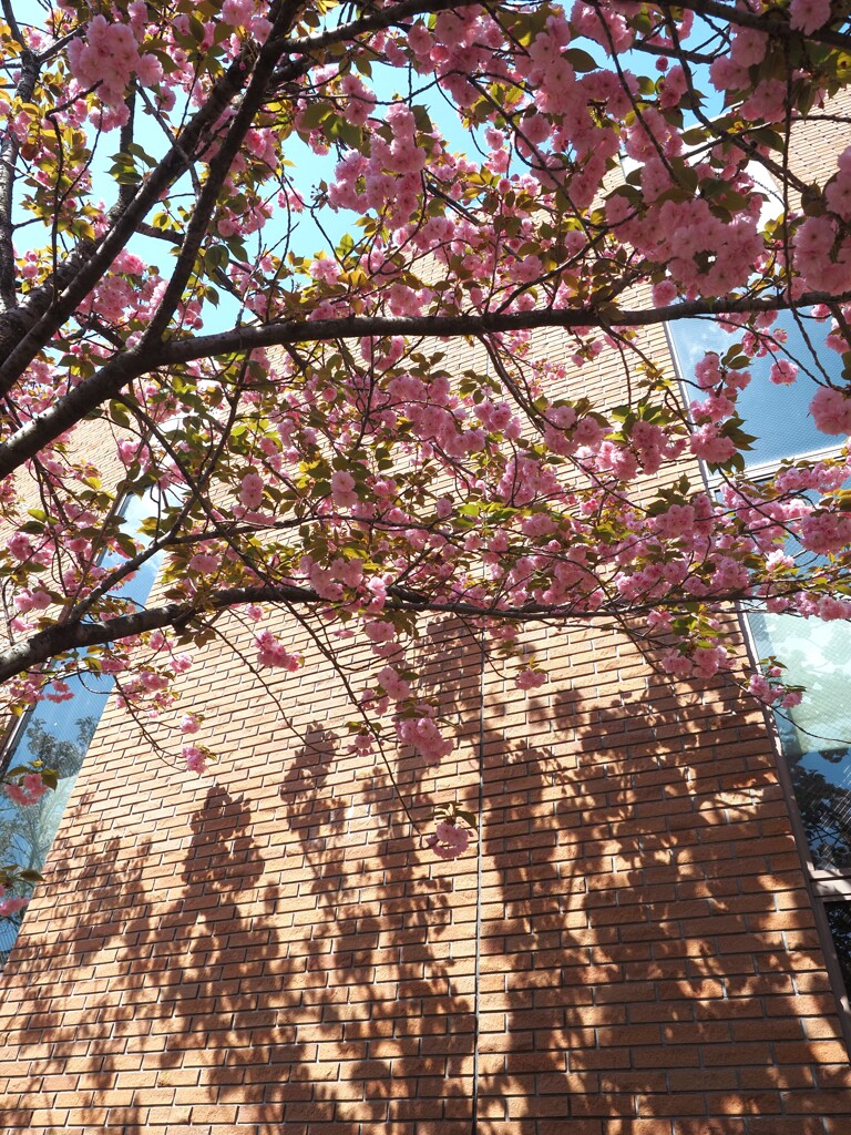 造幣局　桜Ⅸ
