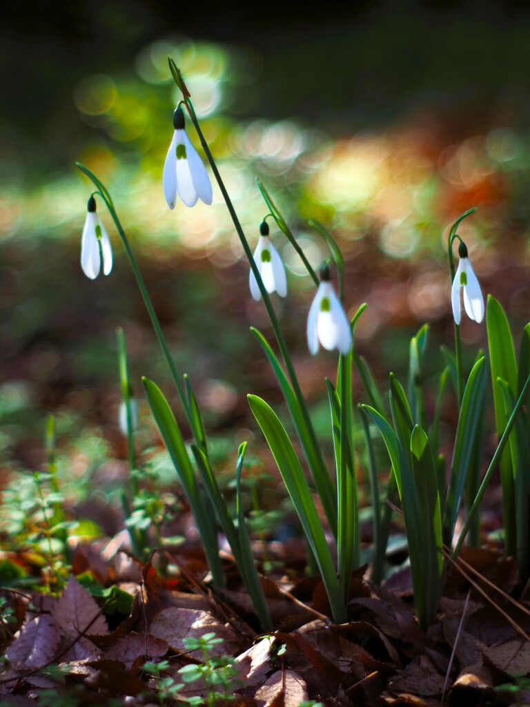 スノードロップⅡ