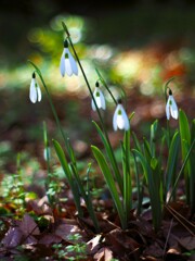 スノードロップⅡ