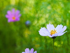 陰に咲く花『コスモス』