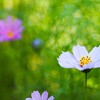 陰に咲く花『コスモス』