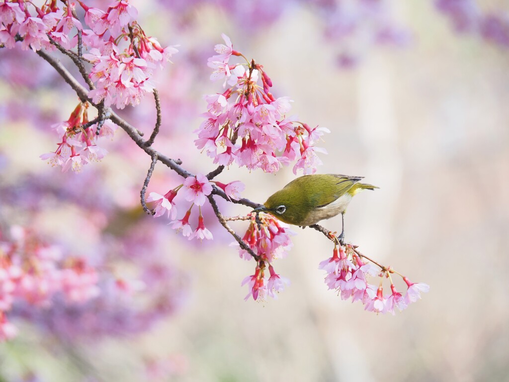 桜にメジロ　Ⅰ