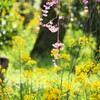 桜　菜の花　コラボⅢ