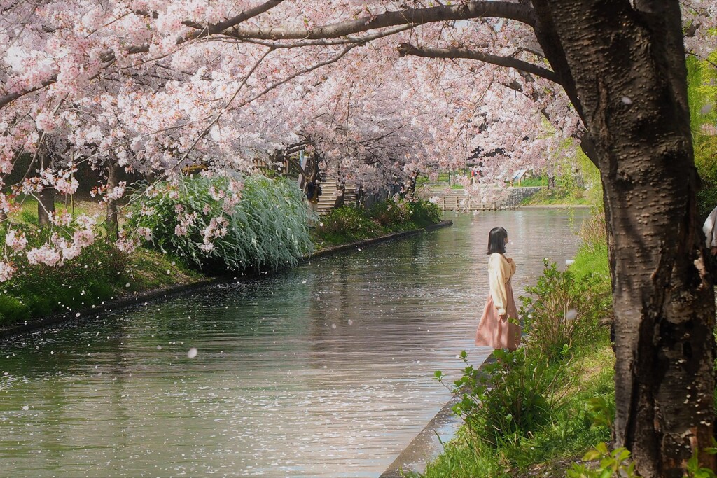伏見　桜Ⅱ　桜舞う中で