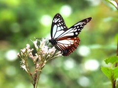 アサギマダラ　Ⅲ　優雅に