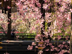 桜　平野神社Ⅰ　舞台