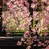 桜　平野神社Ⅰ　舞台