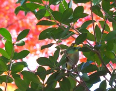 紅葉と鳥　メジロ