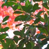 紅葉と鳥　メジロ