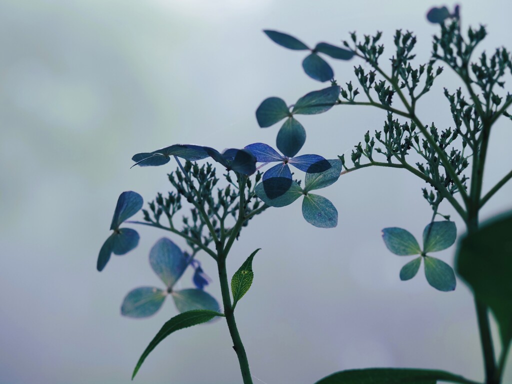 霧と紫陽花Ⅳ