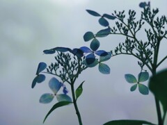 霧と紫陽花Ⅳ