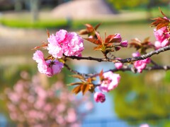 水と桜Ⅰ