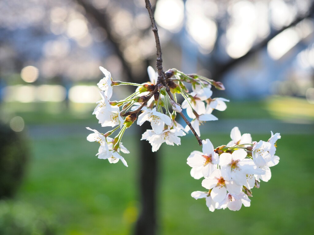 夕方の桜　Ⅰ