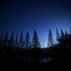 夕暮れの中の　ツリー　