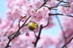 メジロと桜Ⅱ