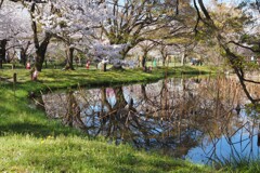 京都　桜　Ⅲ　リフレクション