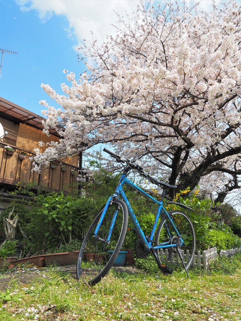チャリと桜Ⅰ