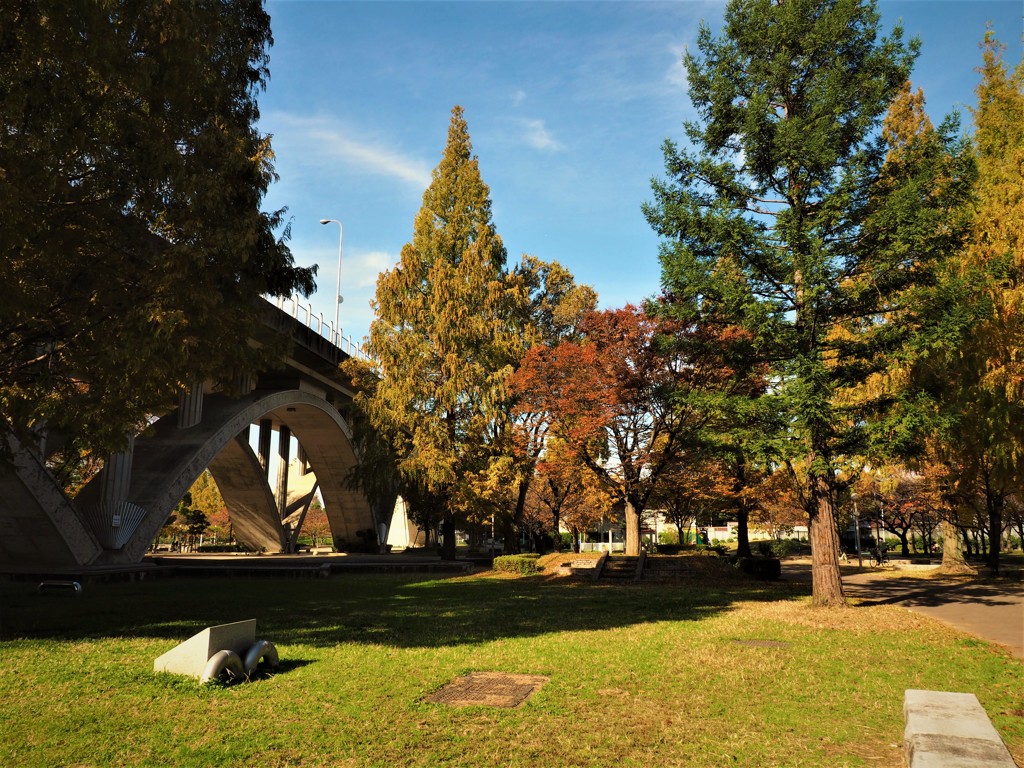 公園の紅葉