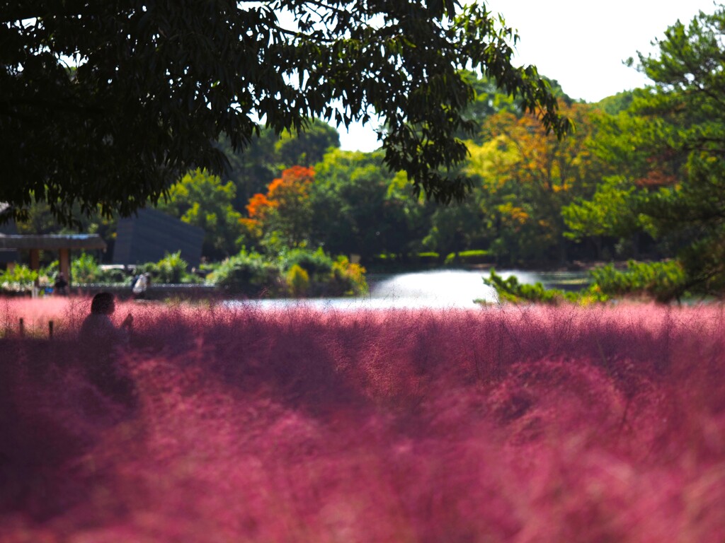 ふわふわⅢ　ピンクミューリー