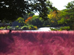 ふわふわⅢ　ピンクミューリー