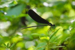 ミドリの世界で　「ハグロトンボ」　