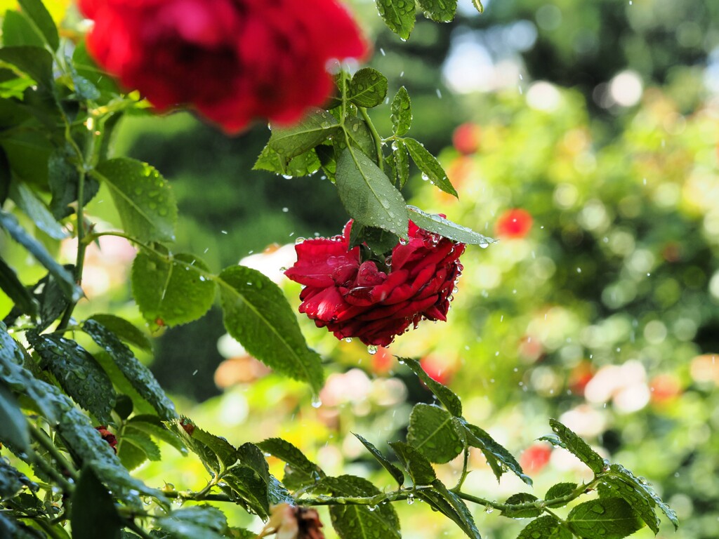 夏　水を浴びる赤い薔薇