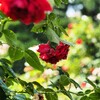 夏　水を浴びる赤い薔薇