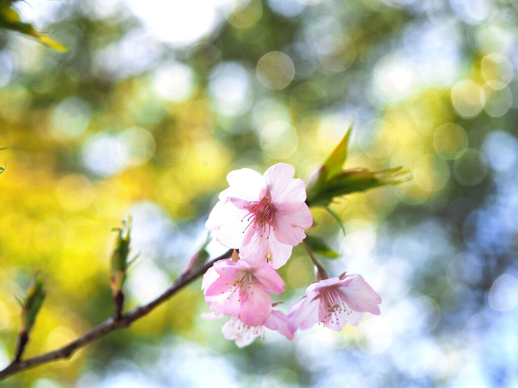 桜　見上げるⅠ