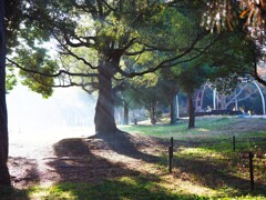 朝の公園Ⅰ