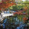 池と楓と鯉　伊勢神宮