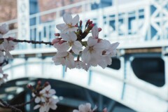 桜　と・・「鉄門」　Ⅲ