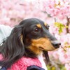 河津桜とダックス