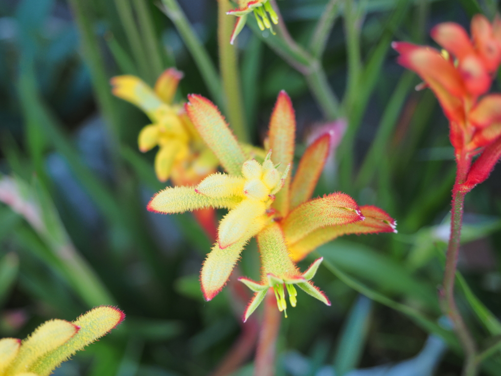 虹色の植物たち　黄色