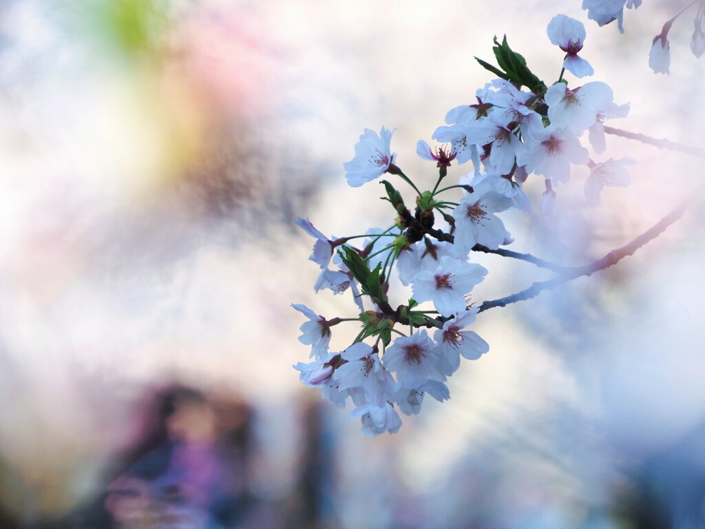 色彩と桜Ⅰ『虹色』