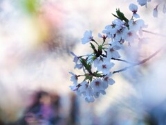 色彩と桜Ⅰ『虹色』