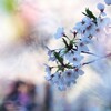 色彩と桜Ⅰ『虹色』